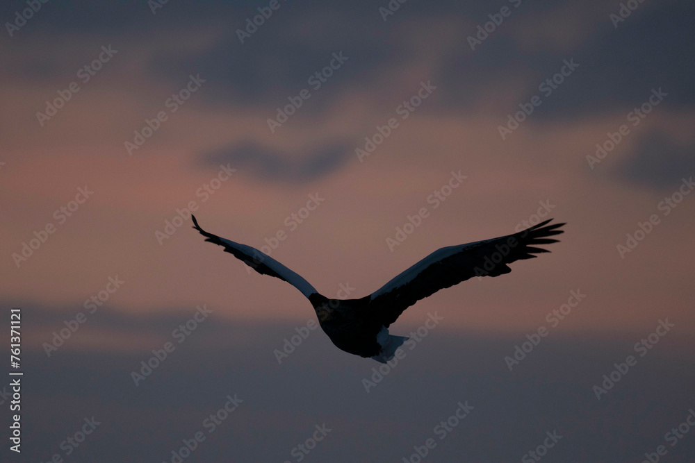 Obraz premium 羅臼の野鳥 シルエット