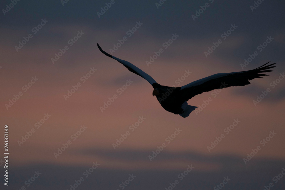 Obraz premium 羅臼の日の出と野鳥