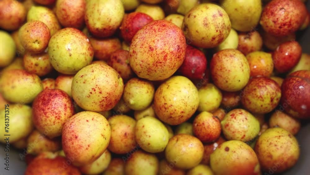 Brazilian tropical fruit known as mangaba. Scientific name Hancornia speciosa Brazilian tropical fruit known as mangaba. Scientific name Hancornia speciosa