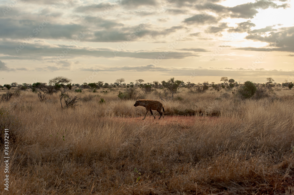 Fototapeta premium yenas roam the Masai Mara