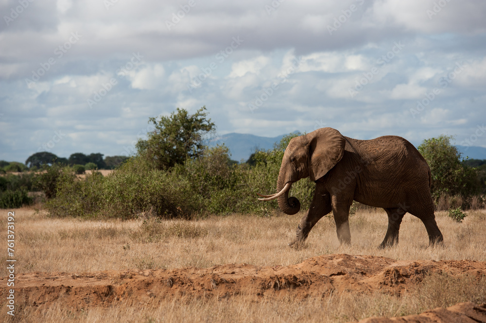 big elephant in the savannah of Africa