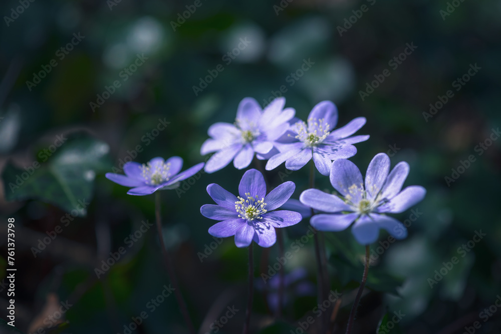 Anemone hepatica ( Hepatica nobilis ) in the forest, early spring. Blur effect with shallow depth of field