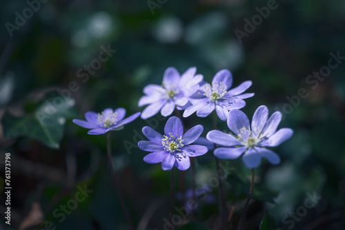 Anemone hepatica ( Hepatica nobilis ) in the forest, early spring. Blur effect with shallow depth of field