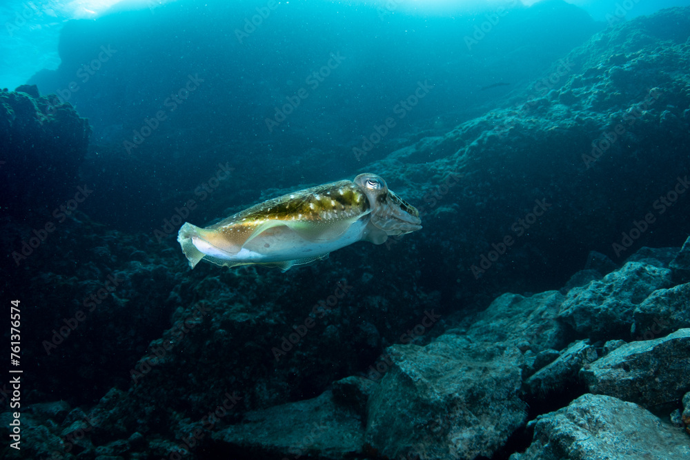Obraz premium Common cuttlefish (Sepia officinalis) Tenerife, Canary Islands, Spain
