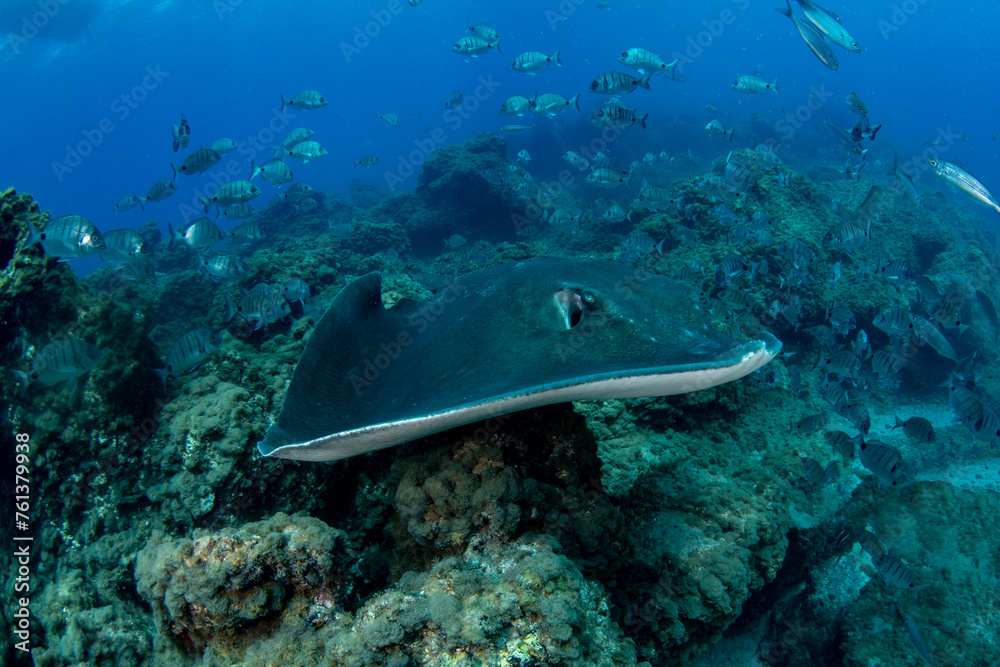 Fototapeta premium Round stingray, Taeniura grabata in Tenerife, Canary Islands, Spain.