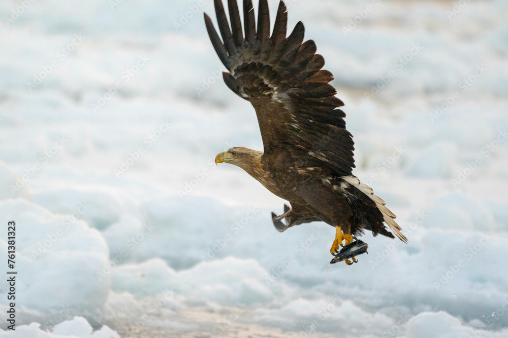 Obraz premium 羅臼の日の出と野鳥