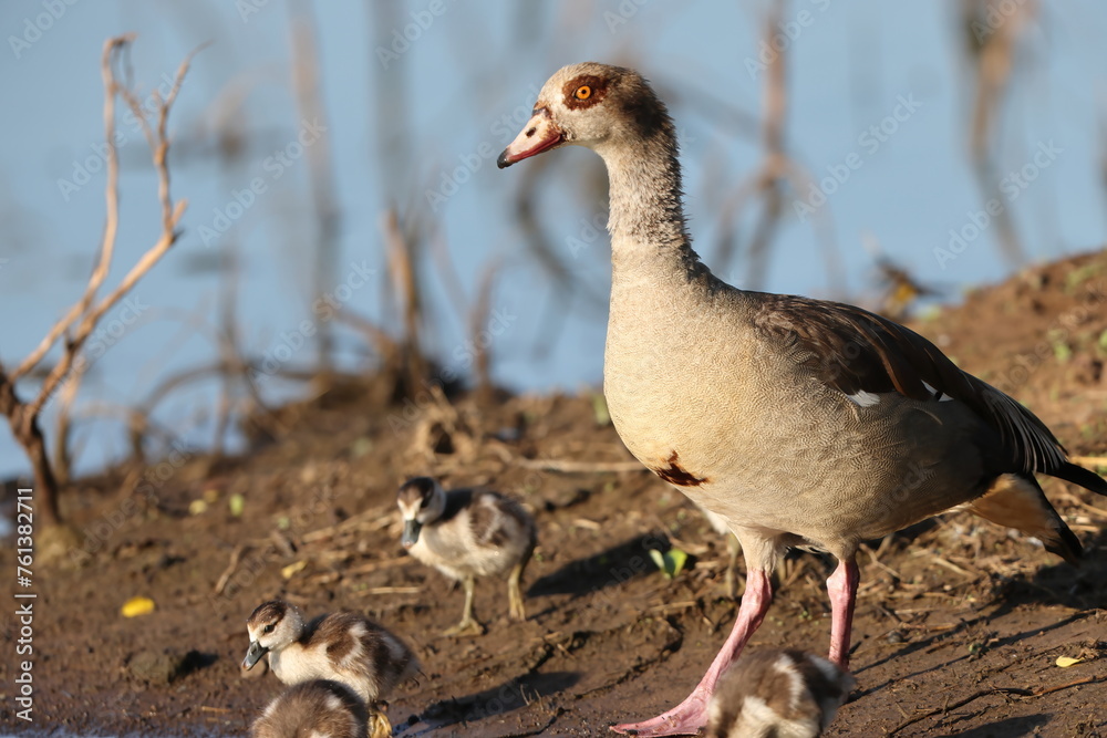 Egyptian goose (Alopochen aegyptiaca) is an African member of the ...