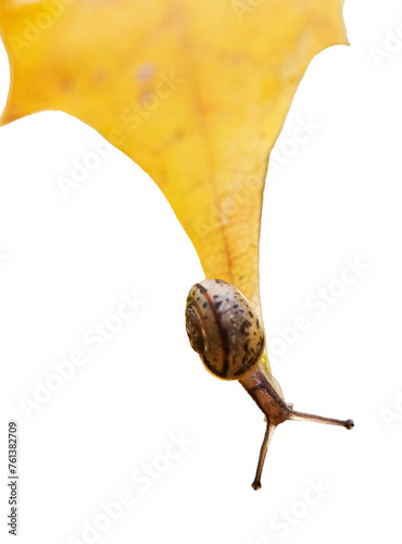 Ślimak, na jesiennym, żółtym liściu. Przezroczyste tło. © YOUR SHOT