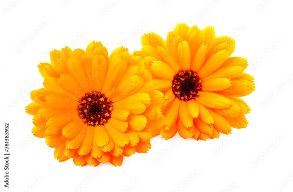 Calendula. Flowers isolated on white background. Calendula. Flowers isolated on white background.