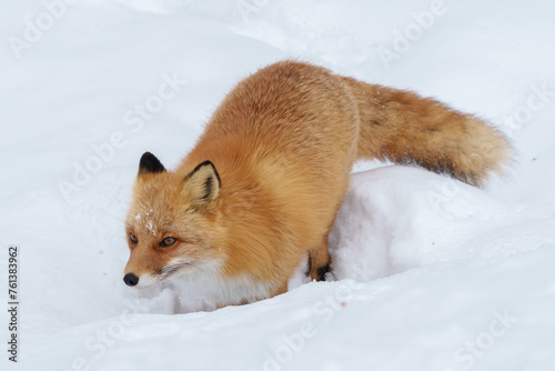 冬のモフモフ天使で可愛いキタキツネ（北海道）