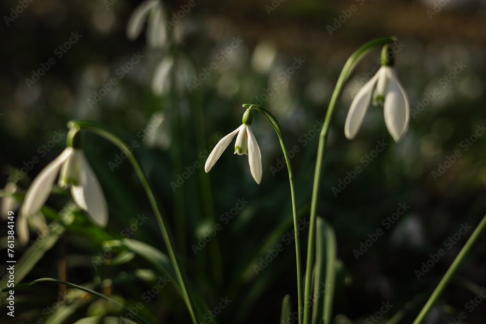 Śnieżyczka przebiśnieg w lesie. Pierwsze oznaki wiosny, białe wiosenne kwiatki, przebiśniegi. Leśne byliny galanthus nivalis.  - obrazy, fototapety, plakaty 