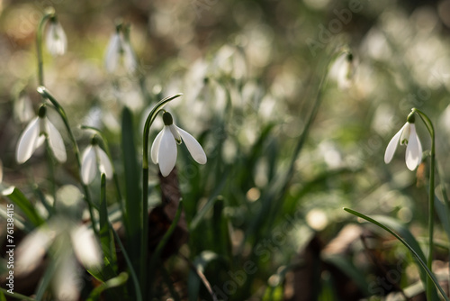 Śnieżyczka przebiśnieg w lesie. Pierwsze oznaki wiosny, białe wiosenne kwiatki, przebiśniegi. Leśne byliny galanthus nivalis. 
