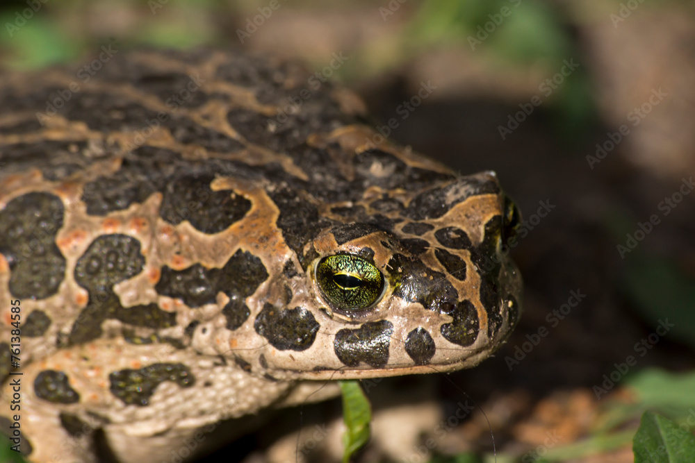 Fototapeta premium The green toad (Bufotes viridis)