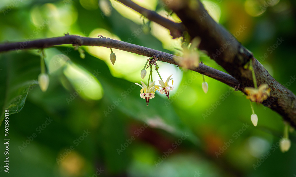 Cocoa flowers (Theobroma cacao) on growing tree trunk,Cacao flowers and fruits on cocoa tree for the manufacture of chocolate Cocoa flowers (Theobroma cacao) on growing tree trunk,Cacao flowers and fruits on cocoa tree for the manufacture of chocolate