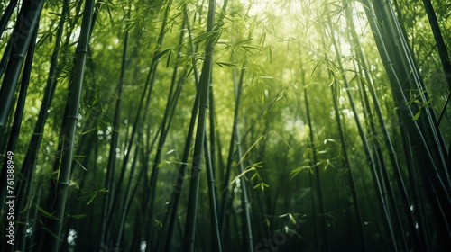 view of bamboo forest with fog in the morning during the rainy season. isolated on a bamboo background 