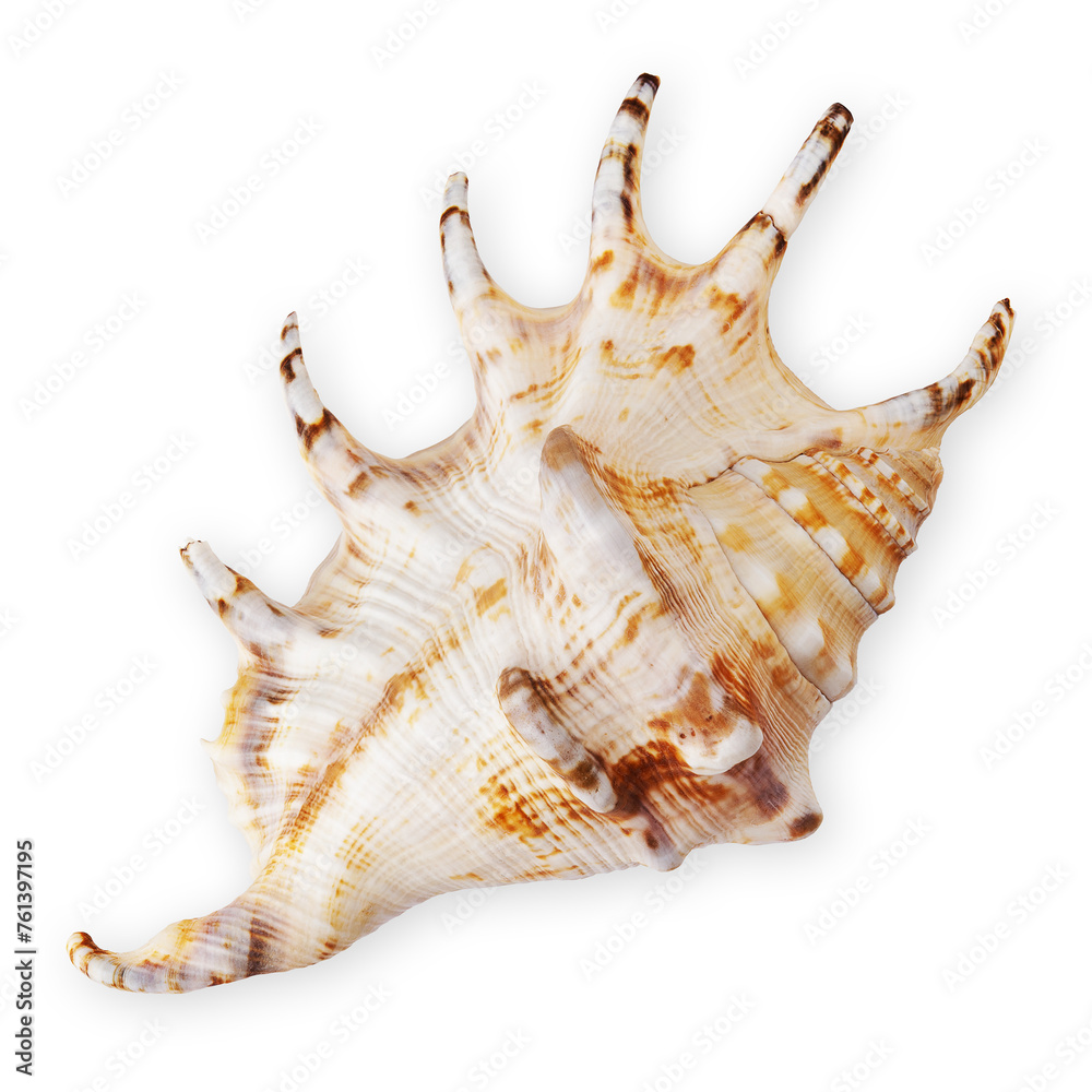 Fototapeta premium Top view of a seashell, isolated on a white background. Represents the concept of a summer beach vacation, evoking memories of leisurely moments lying on the sand or bathing in the sea
