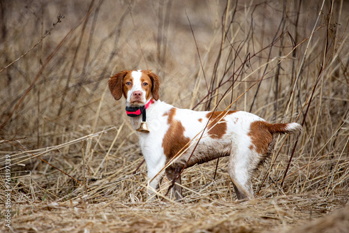 Fotografia Brittany Spaniel in golden grass field