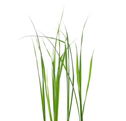 Green grass isolated on white background and texture, clipping path