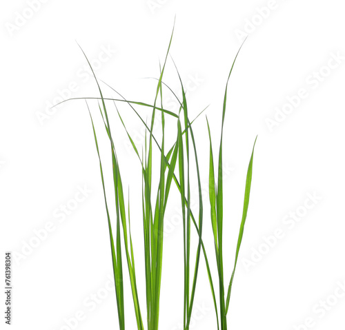 Green grass isolated on white background and texture, clipping path © dule964