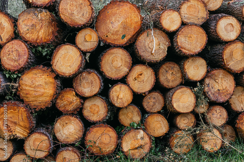 A pile of logs, bathed in the soft light of dawn, shows the warmth of the yellowish-brown wood. A pile of logs, bathed in the soft light of dawn, shows the warmth of the yellowish-brown wood.