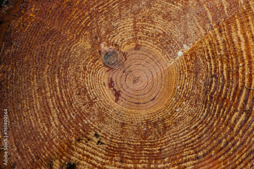 captures the magic of the interior of a pine tree captures the magic of the interior of a pine tree