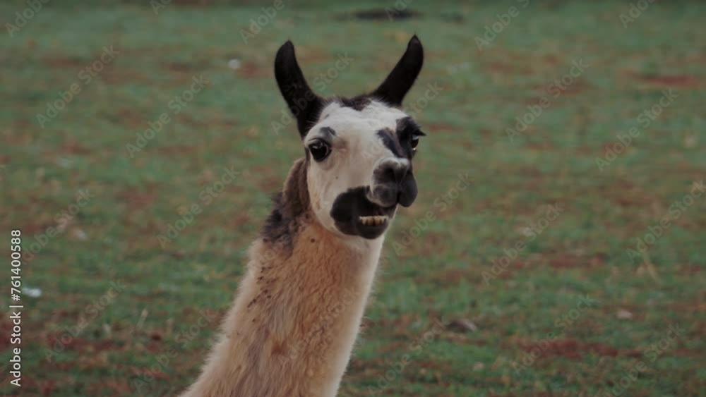 Close-up shot of black and white alpaca or llama chewing food in the meadow. Farm animals in the nature. Close-up shot of black and white alpaca or llama chewing food in the meadow. Farm animals in the nature.