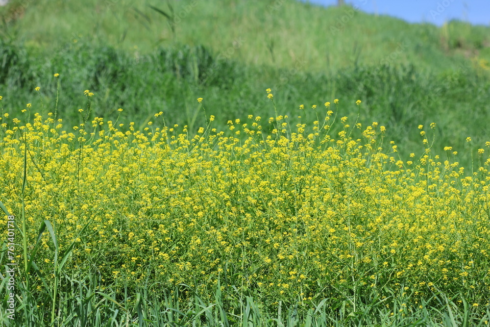 Obraz premium charlock mustard or wild mustard (Rhamphospermum arvense) in meadow