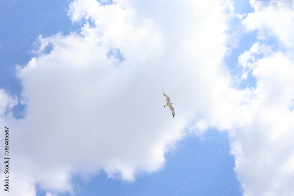 seagull flying in the sky