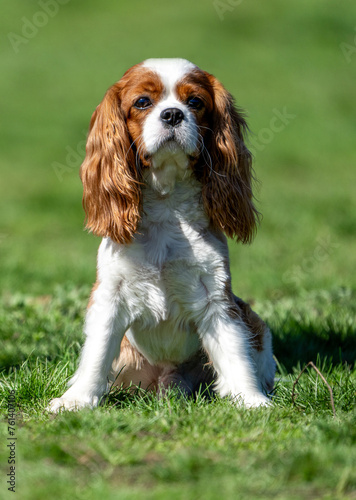 cavalier king Charles spaniel