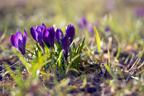 Purple crocus flowers in the grass