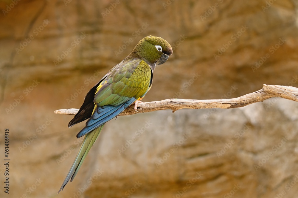 Naklejka premium Close up photo of The burrowing parrot (Cyanoliseus patagonus). 