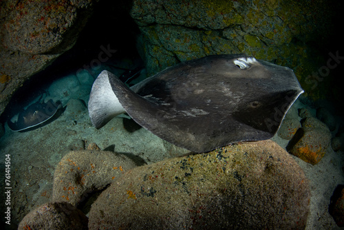 Round stingray, Taeniura grabata inside the cavern in Tenerife, Canary Islands, Spain. photo