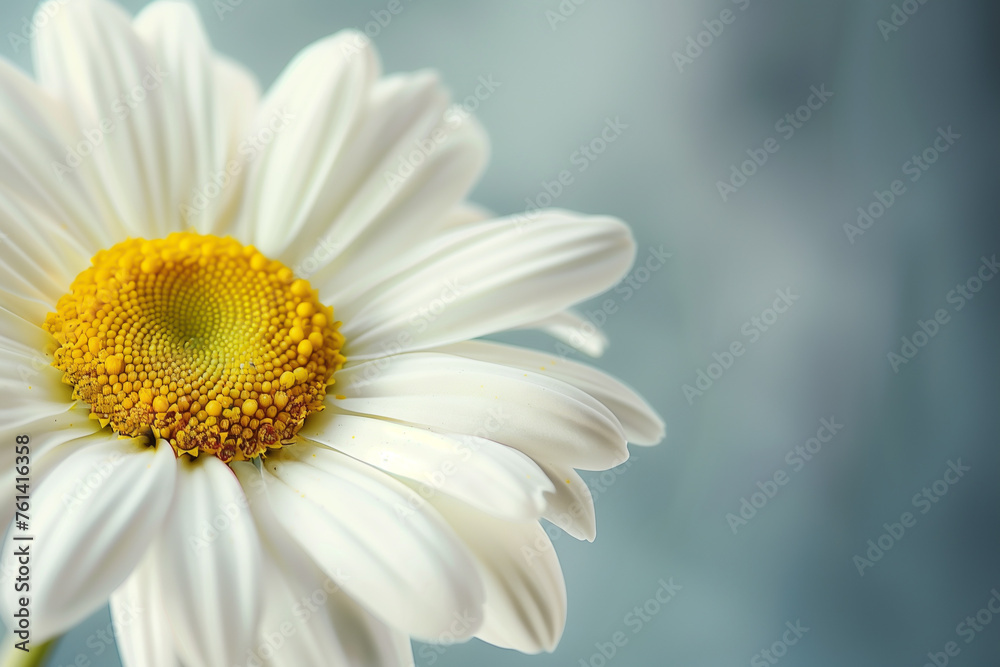 A white daisy