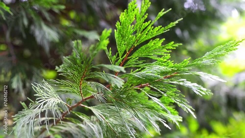 Cupressus goveniana (Californian cypress)