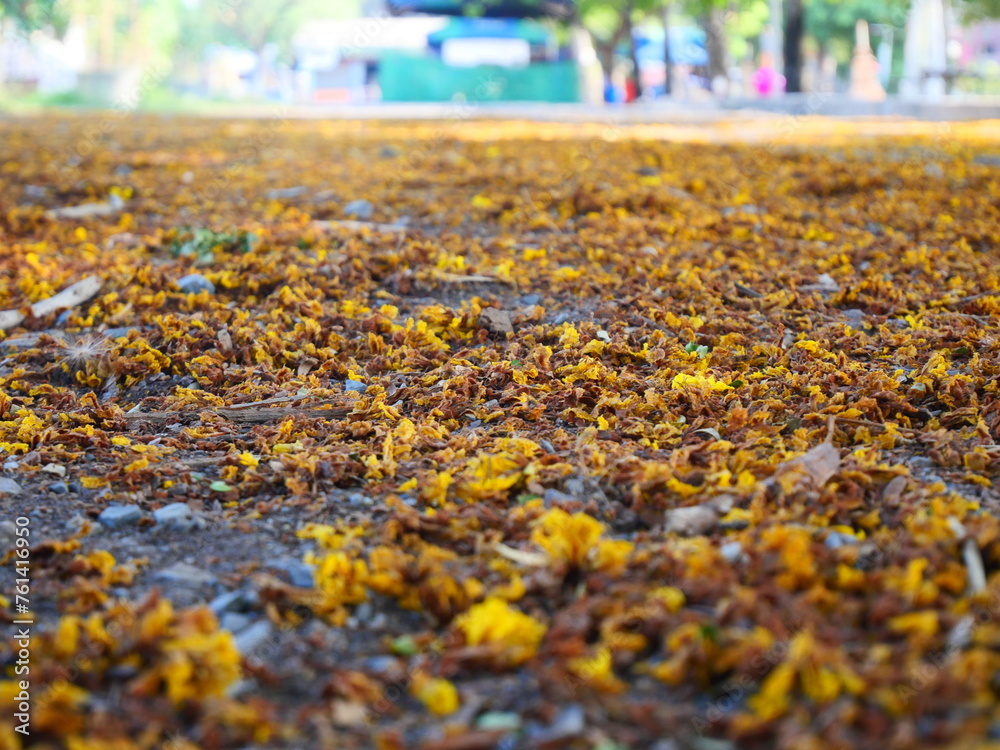 Yellow flower petals fall on the ground Yellow flower petals fall on the ground