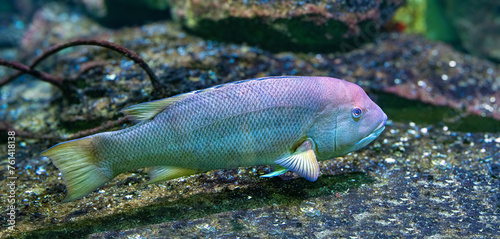 California hogfish also called California sheephead. (Semicossyphus pulcher). Native to the eastern Pacific Ocean. photo