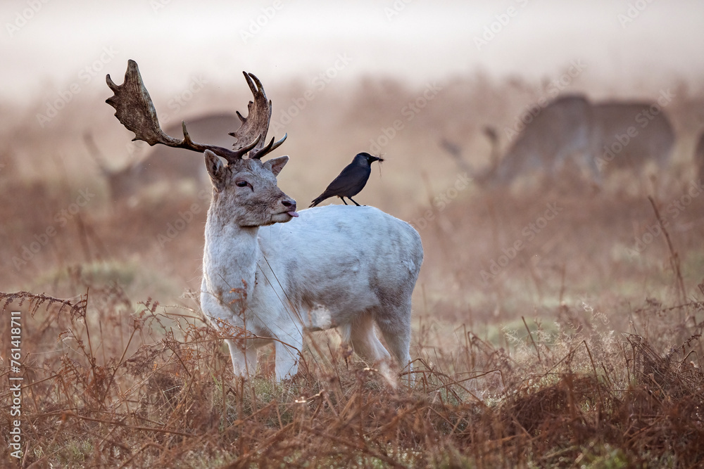 Obraz premium Black bird getting nesting material from deer fur