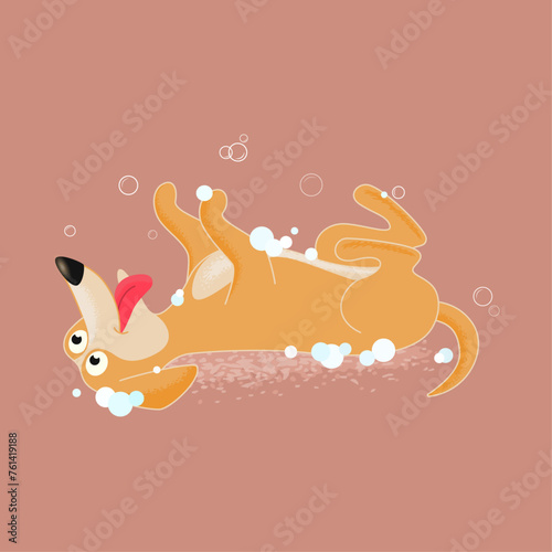 dog lies on its back