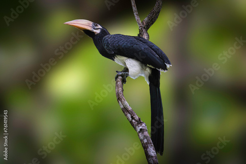 Oriental Pied Hornbill: The Oriental Pied Hornbill, also known as Anthracoceros albirostris, is a medium-sized bird native to Southeast Asia. photo