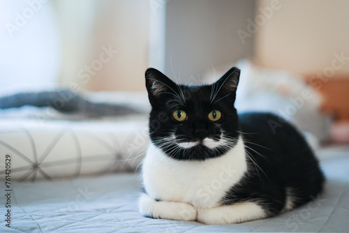 Kot domowy, czarno biały, odpoczywa na łóżku. Przycięte ucho po sterylizacji kota.  #761420529