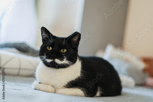 Kot domowy, czarno biały, odpoczywa na łóżku. Przycięte ucho po sterylizacji kota.  © Anita