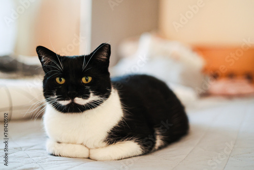Kot domowy, czarno biały, odpoczywa na łóżku. Przycięte ucho po sterylizacji kota. 