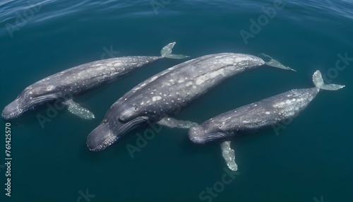A Family Of Gray Whales Resting Near The Surface © Salma