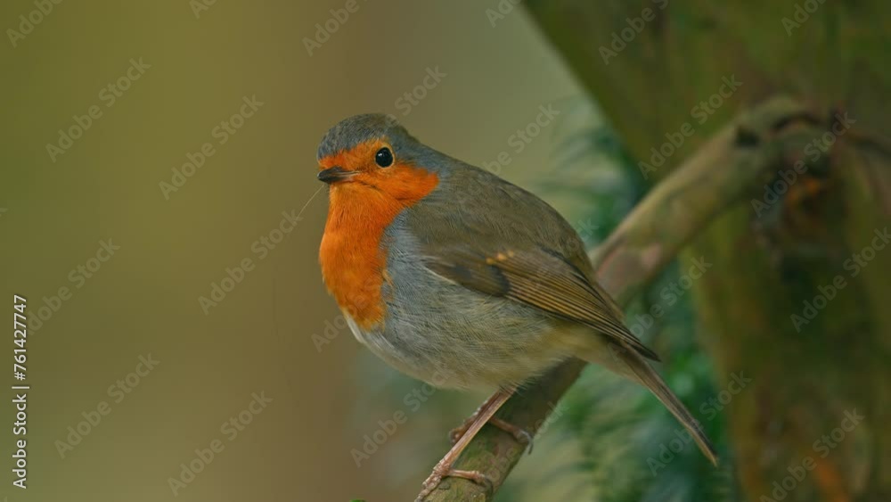 European robin (Erithacus rubecula) known simply as the robin or robin redbreast small songbird sitting on a branch in a forest during springtime. European robin (Erithacus rubecula) known simply as the robin or robin redbreast small songbird sitting on a branch in a forest during springtime.