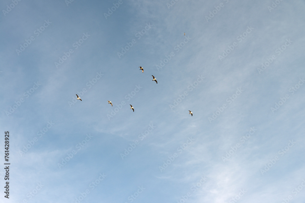 Flock of flying seagulls in the air Flock of flying seagulls in the air