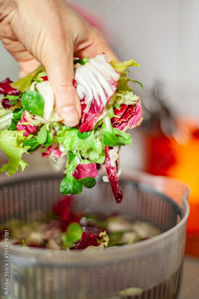 Woman washing salad leaves in centrifuge spinner. Healthy lunch preparation in kitchen at home. Keto concept.