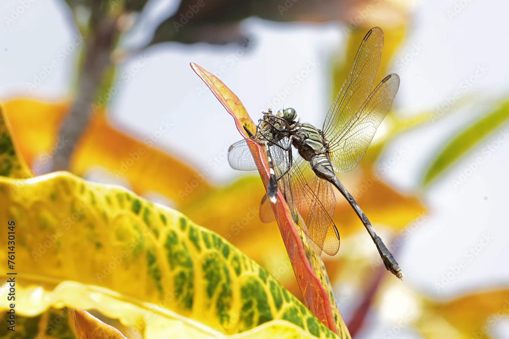 The cannibalistic behavior of a green marsh hawk that preys on its own ...
