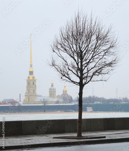 A leafless tree on the river embankment in the city, Dvortsovaya Embankment, St. Petersburg, Russia, March 15, 2024 photo