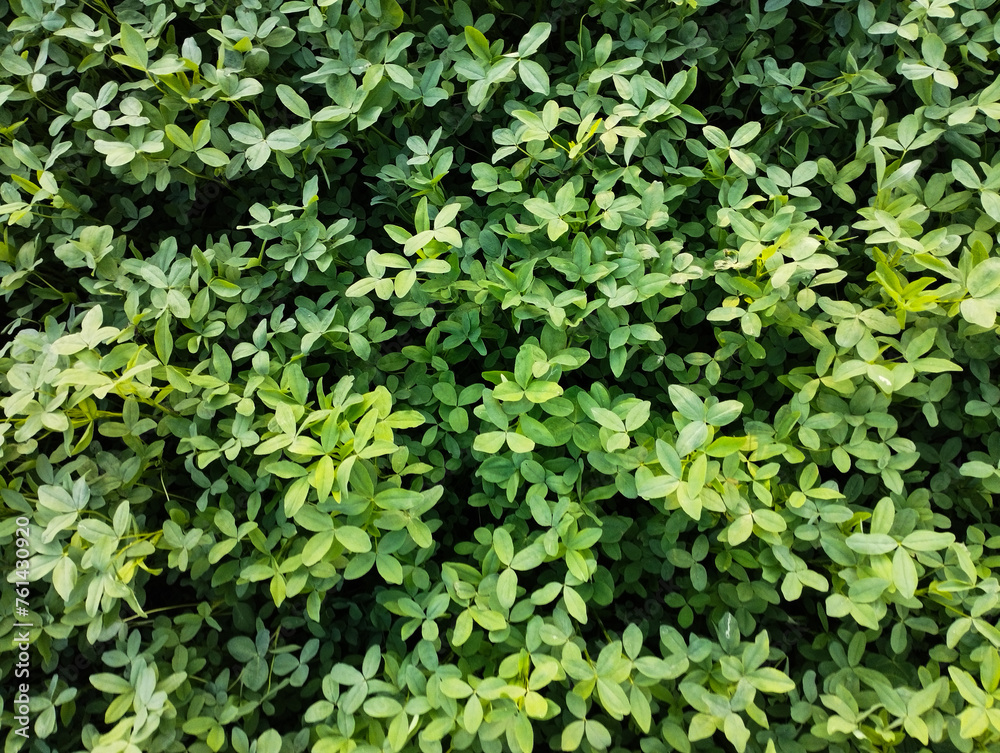 green leaves background, plant, leaf, nature, leaves, garden, texture, foliage, ivy, wall, bush, spring, hedge, tree, field, summer, flora, plants, green, agriculture, closeup, fresh, natural, organic