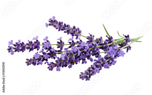 Serenity in Bloom: Lavender Lavandula Generative AI